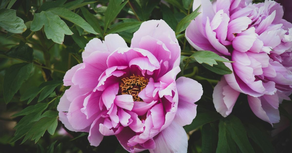 Коли і як правильно пересаджувати півонії