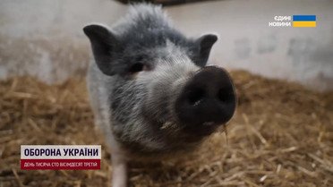 Трогательная история! Военный спас на фронте дикого поросенка