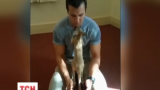 Австралійські копи взяли на виховання осиротіле кенгуру