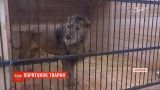 На Запоріжжі намагаються врятувати левів та ведмедів, яких попередній власник довів до виснаження