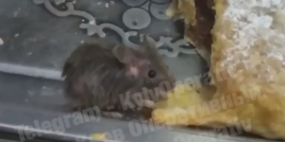 В Киеве мышь лакомилась штруделем в витрине кафе возле станции метро "Лесная": видео