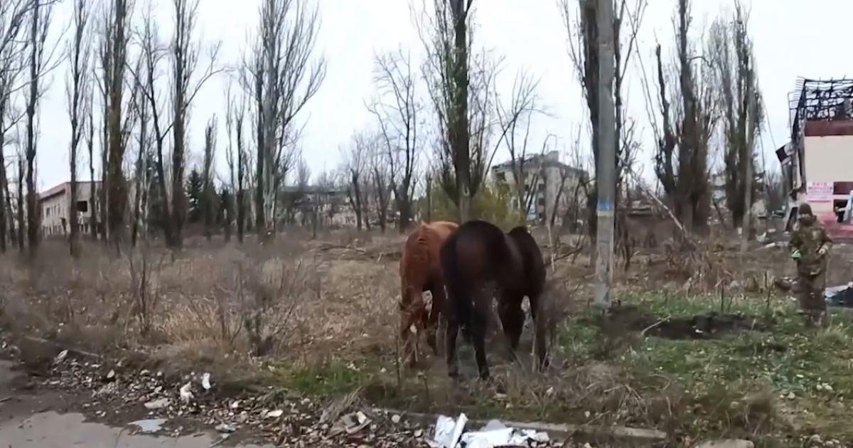 Коні в Авдіївці