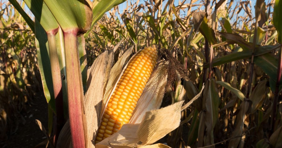 Палицею по обличчю за мішок кукурудзи: фермер-«волонтер» на Львівщині побив старшу жінку і сам зняв «розправу»