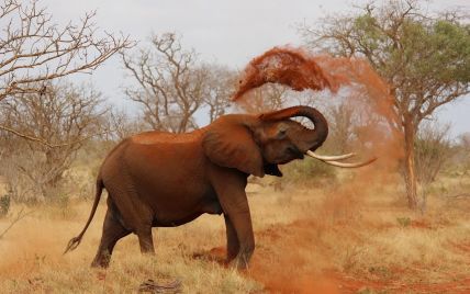 В Африці додумалися відганяти слонів презервативами з перцем
