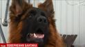 У Києві знайшли вкраденого в новорічну ніч пса, за котрого господар хотів сплатити 200 тисяч викупу