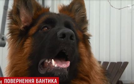 В Киеве нашли похищенного в новогоднюю ночь пса, за которого хозяин хотел заплатить 200 тысяч выкупа
