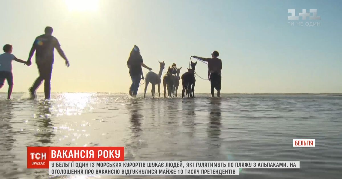 Вакансия года: в Бельгии ищут людей, которые будут гулять по пляжу с альпаками людей, которые будут гулять по пляжу с альпаками