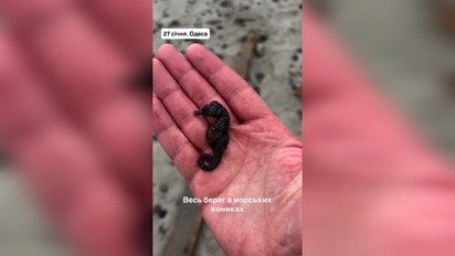 В Одесі узбережжя засіяне мертвими морськими кониками