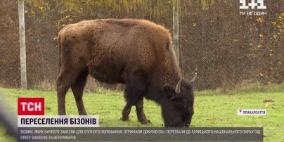 Кінець поневірянням: бізони-нелегали переїхали до Галицького нацпарку