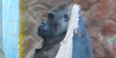 Звезда КиевЗоо горилла Тони разорвал подарок из Германии: появилось забавное видео