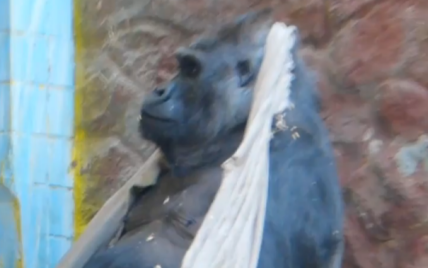 Зірка КиївЗоо горила Тоні пошматував подарунок з Німеччини: з'явилося кумедне відео