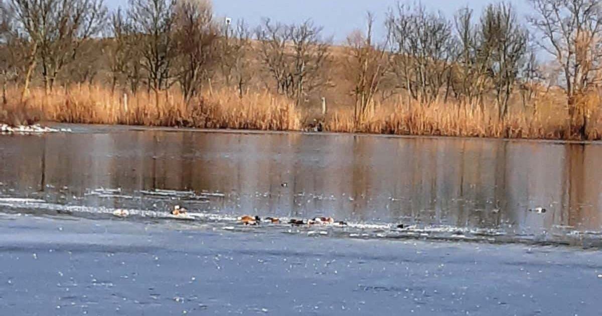 "Асканія нова", загибель птахів_3 / © Главное управление Госпродпотребслужбы в Херсонской области