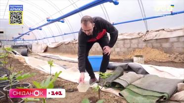 Замість креветок – овочі: фермер із Київщини перетворив басейн на теплицю