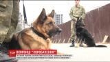 В кинологическом центре под Киевом отбирают 50 собак для охраны Евровидения