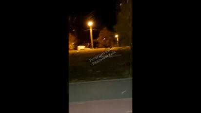 У дворах київських багатоповерхівок бігав олень   