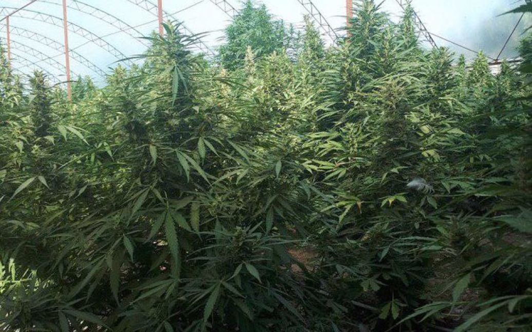 В одесской области конопля 26 кг марихуаны