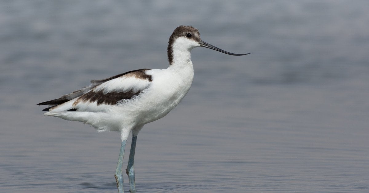 Чоботар. Фото: El Golli Mohamed/CC BY-SA 4.0