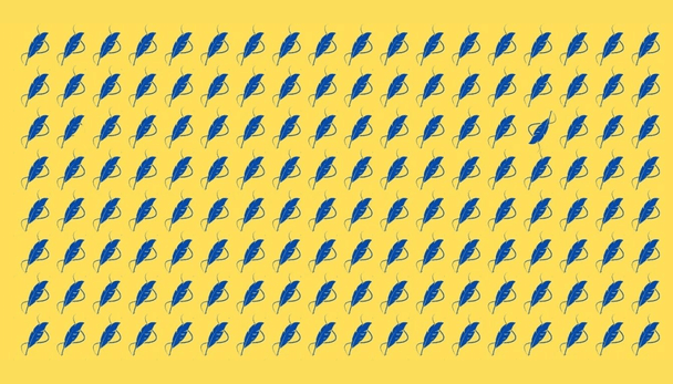 Знайдіть 2 різні пір’їни всього за 18 секунд / © Фото з відкритих джерел
