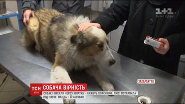 На грани жизни и смерти: на Закарпатье двое суток пес не отходил от собаки, которая попала под поезд