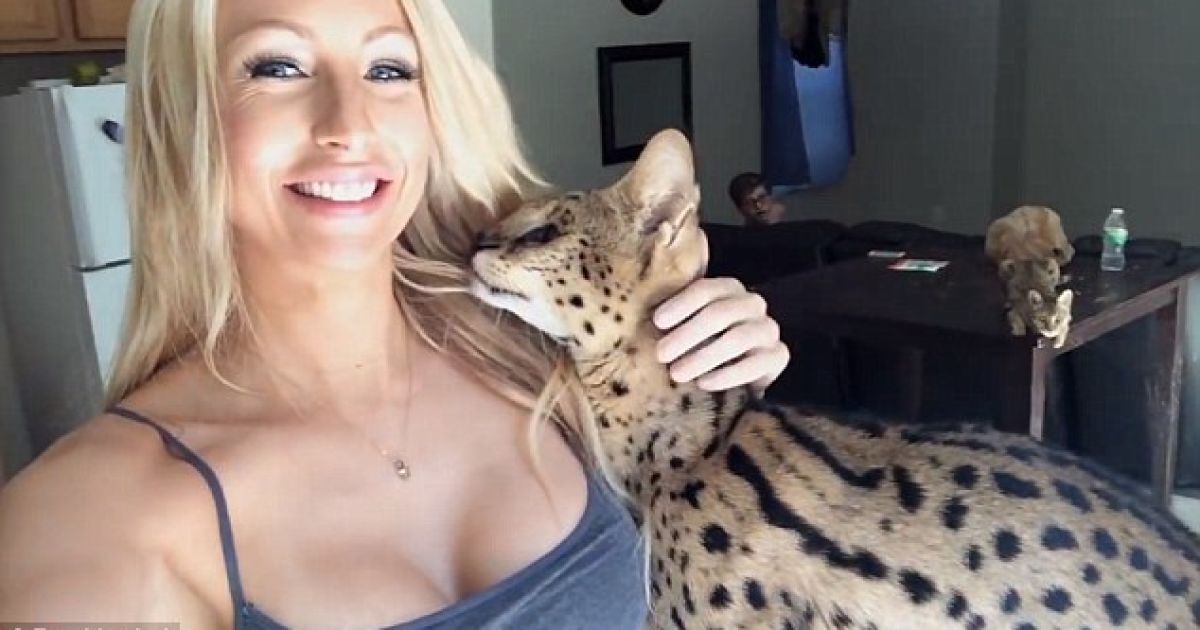 Хищный кот любит жаться к груди хозяйки