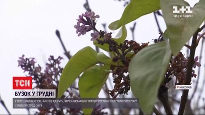 Зимнее цветение: в Николаеве распустилась сирень