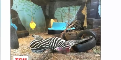 У зоопарку Норвегії тигри на очах у відвідувачів розтерзали вбиту зебру