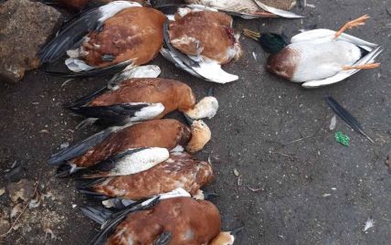 Міжнародний скандал загрожує Україні через масову загибель червонокнижних птахів у заповіднику "Асканія-Нова"