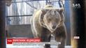 Ведмедицю з Дніпра транспортували до реабілітаційного центру "Синевир"