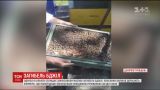 На Дніпропетровщині бджолярі звинувачують місцевого фермера у масовій загибелі бджіл