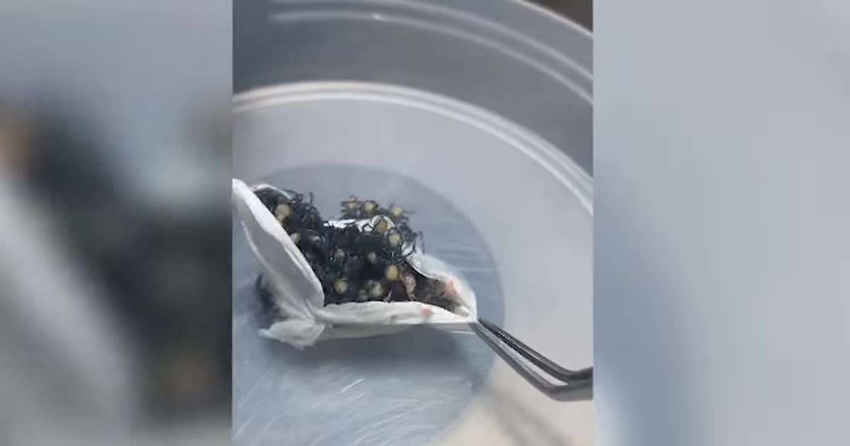В австралийском зоопарке сняли рождение сотни смертоносных пауков