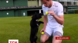 Теннисист Энди Маррей снял смешное видео в поддержку программы обучения служебных собак