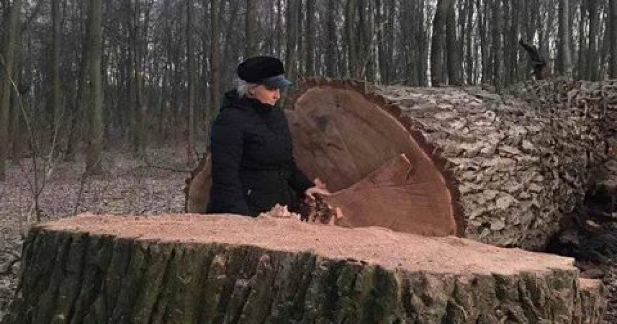 У Голосіївському парку Києва зрізали біля двох десятків вікових дубів / © Клуб коренного киевлянина