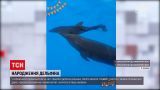 Новини України: харківський дельфінарій планує оголосити конкурс на краще ім'я для новонародженого