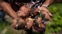 Як готуватися до вирощування ранньої молодої картоплі