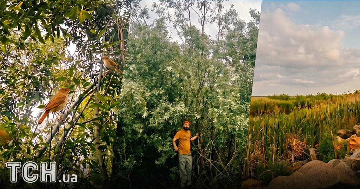 Дикий ліс на місці Каховського водосховища