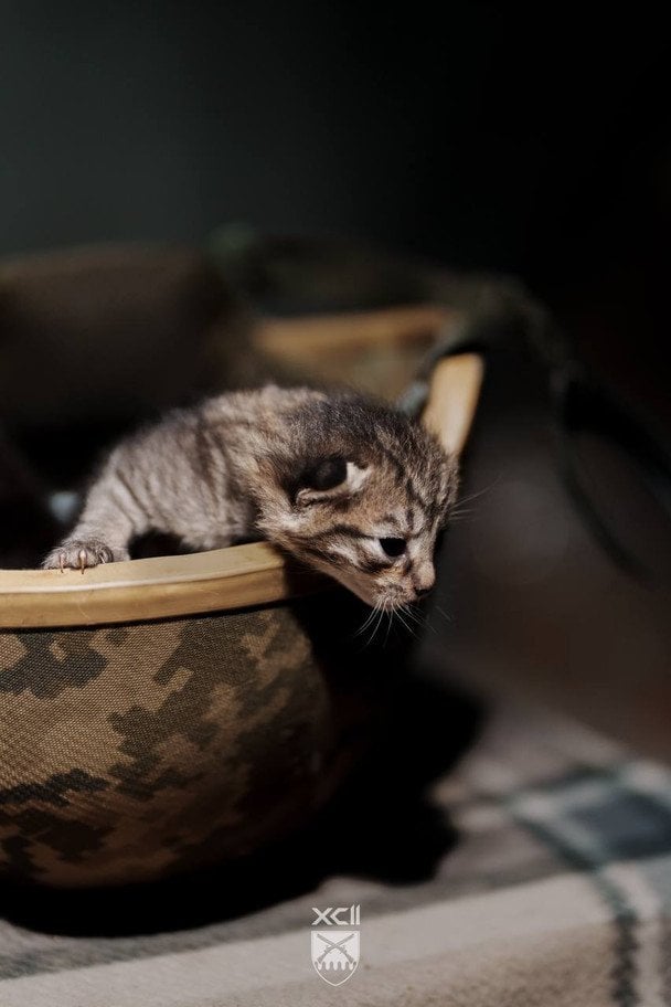 Котята в 92-й ОШБр / © соцмережі