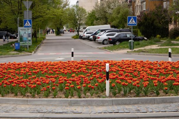 Тюльпани сорту Фабіо / © 