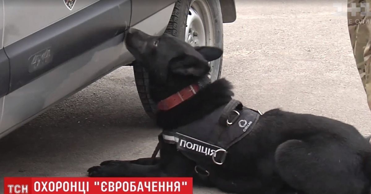 Українські собаки-охоронці пройшли жорсткий кастинг перед "Євробаченням"