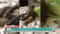 Кумедні відео котів і собак від глядачів "Сніданку з 1+1", частина 2