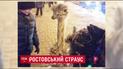 В Ростове мужчина вывел на прогулку страуса, украсив его новогодним дождиком и гирляндами
