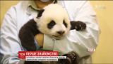 У зооцентрі на півдні Китаю вперше познайомили із публікою маленьких панденят-близнюків