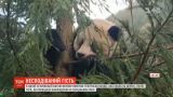 В Китае гигантская панда наелась кукурузы с поля фермера и уснула на дереве