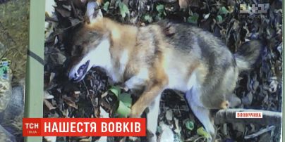 Вовки тероризують мешканців кількох сіл на Вінниччині
