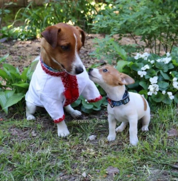 Пес Патрон / © Instagram пса Патрона