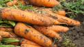 Який найкращий сорт моркви