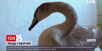 Волонтер із Чернівців три тижні виходжував лебедя із запаленням легень