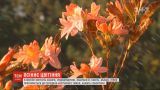 Октябрьская аномалия: в Украине цветут сакуры, рододендроны, каштаны и акация