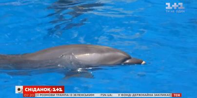 Почему дельфинам не место в дельфинариях - влог "Сніданку"