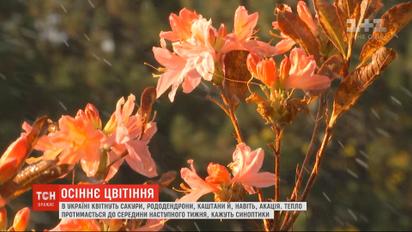 Октябрьская аномалия: в Украине цветут сакуры, рододендроны, каштаны и акация