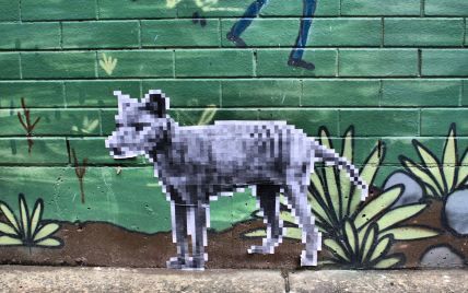 В Австралії люди бачать сумчастого вовка. Він вже 80 років вважається вимерлим